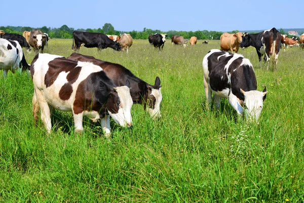 Krowy Pastwisku Lato — Zdjęcie stockowe