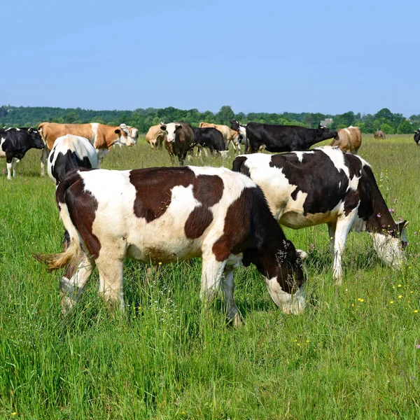 夏の牧草地の牛の群れ — ストック写真