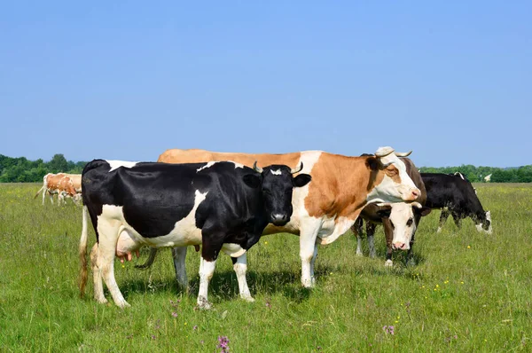 Kuhherde Auf Der Sommerweide — Stockfoto