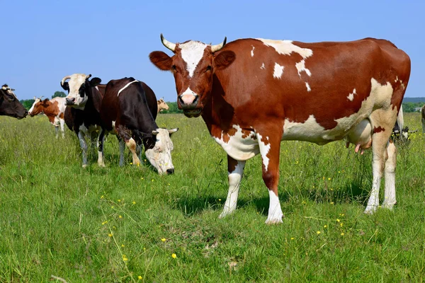 Manada Vacas Pastos Verano —  Fotos de Stock