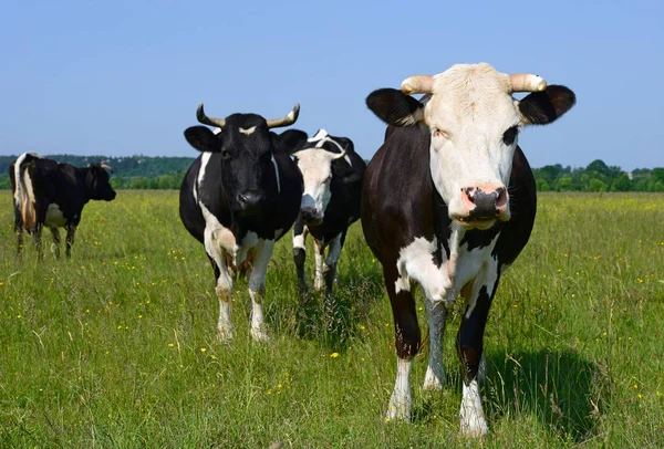 Cows Green Summer Pasture — Fotografia de Stock