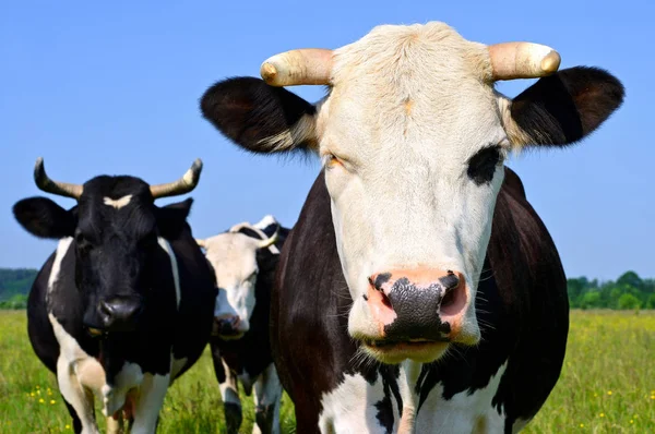 Cows Green Summer Pasture — Stock Photo, Image