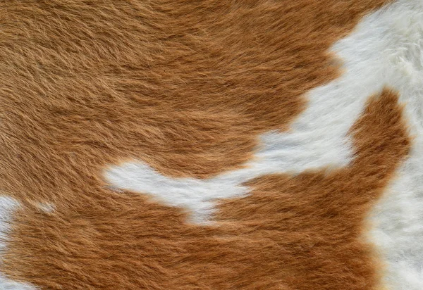 Natural Cow Fur Texture Closeup — Stock Photo, Image