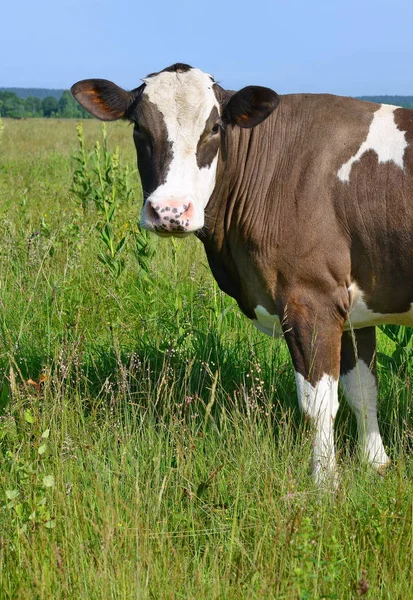 cute cow on summer meadow