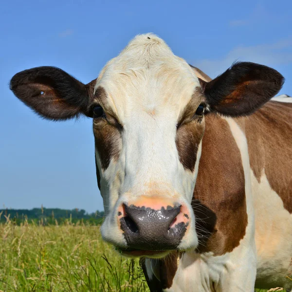Close Cute Cow Head — 图库照片