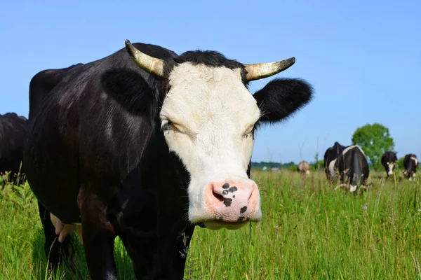 Vacas Pastagens Verão — Fotografia de Stock