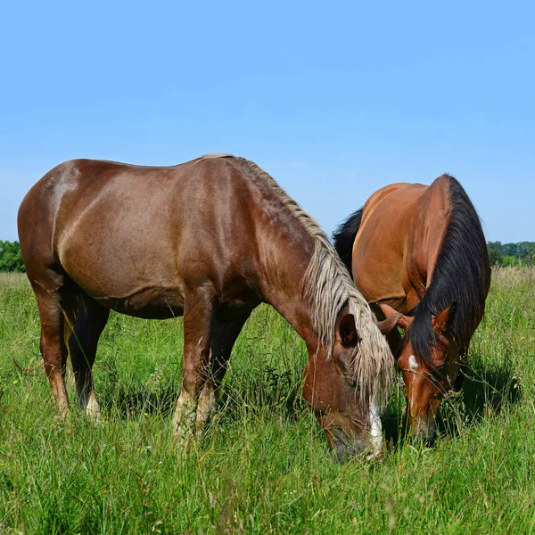 Beautiful Horses Pasture — Stockfoto