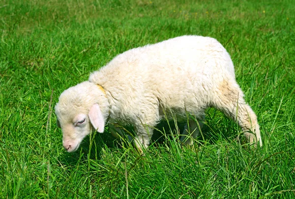 White Fluffy Baby Sheep Green Lawn — Zdjęcie stockowe
