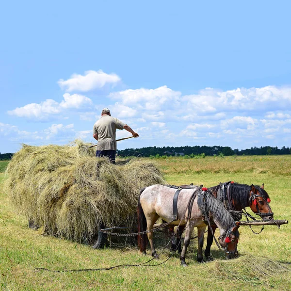 Transporte Feno Por Carrinho Uma Paisagem Verão — Fotografia de Stock