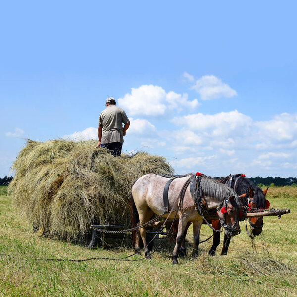 Transportation of hay by a cart in a summer landscape