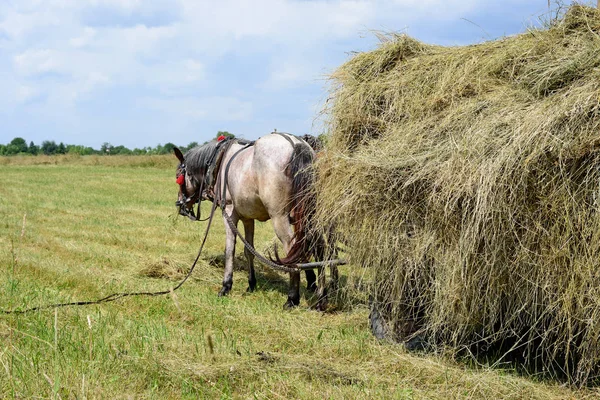 Transport Høy Med Kjerre Sommerlandskap – stockfoto