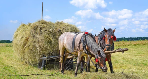 Transport Foin Chariot Dans Paysage Estival — Photo