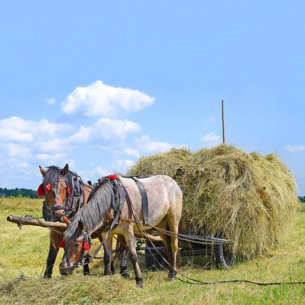 Transport Foin Chariot Dans Paysage Estival — Photo