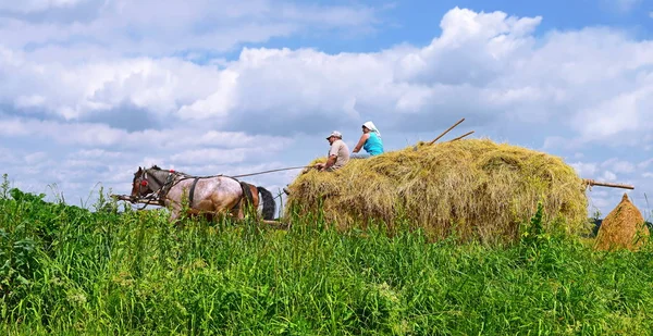 Kalush Ucrania Julio 2015 Transporte Heno Carro Campo Cerca Ciudad —  Fotos de Stock