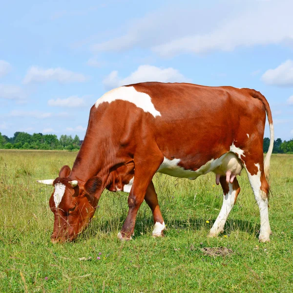 Cute Cow Summer Meadow — 图库照片