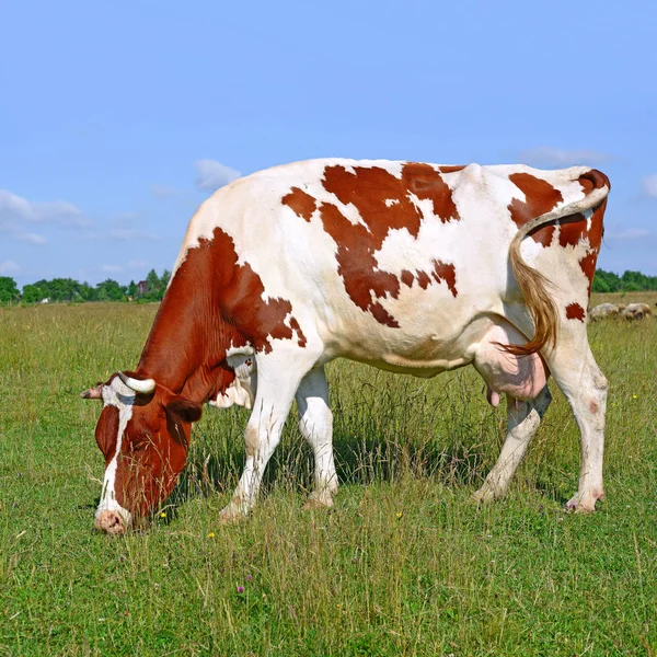 Cute Cow Summer Meadow — Stock Photo, Image
