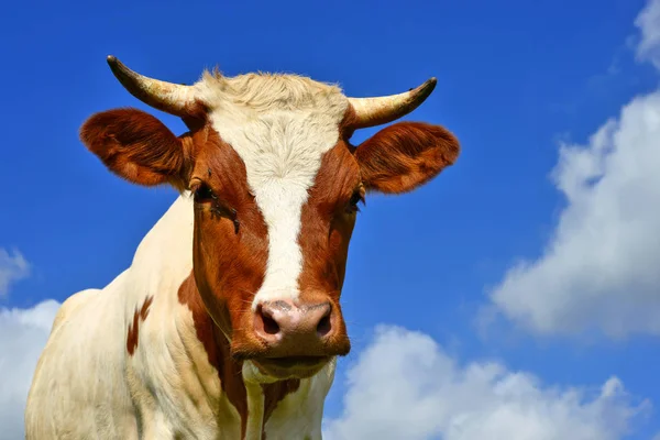 Close Cute Cow Head — Foto Stock