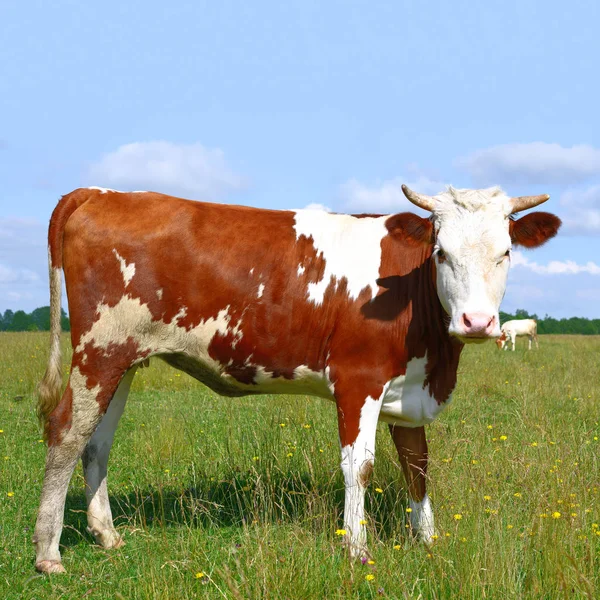 Cute Cow Summer Meadow — Stock fotografie