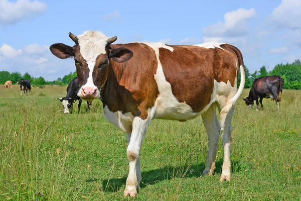 Cows Green Summer Pasture — Foto Stock