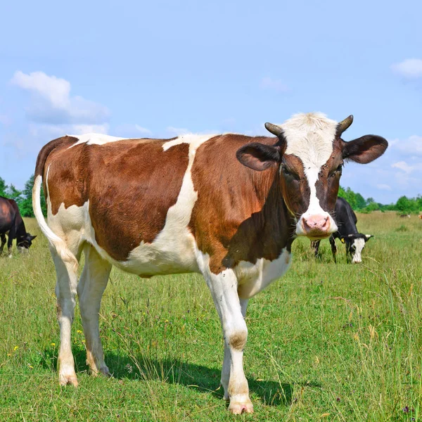 Cows Green Summer Pasture — 图库照片