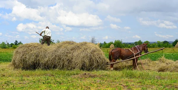 Kalush Ukraina Juli 2017 Transport Høy Med Kjerre Felt Nær – stockfoto