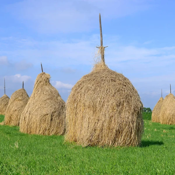 Hay Stapels Een Landelijke Landschap Van Zomer — Stockfoto