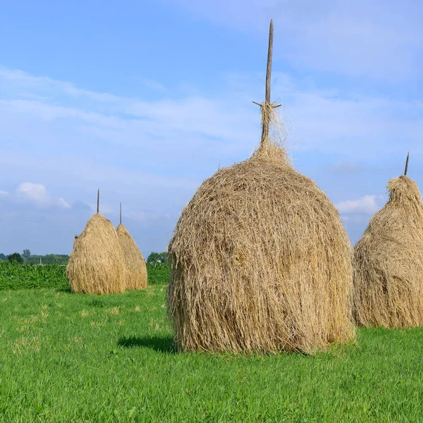 Hay Stacks Summer Rural Landscape — Stock Photo, Image