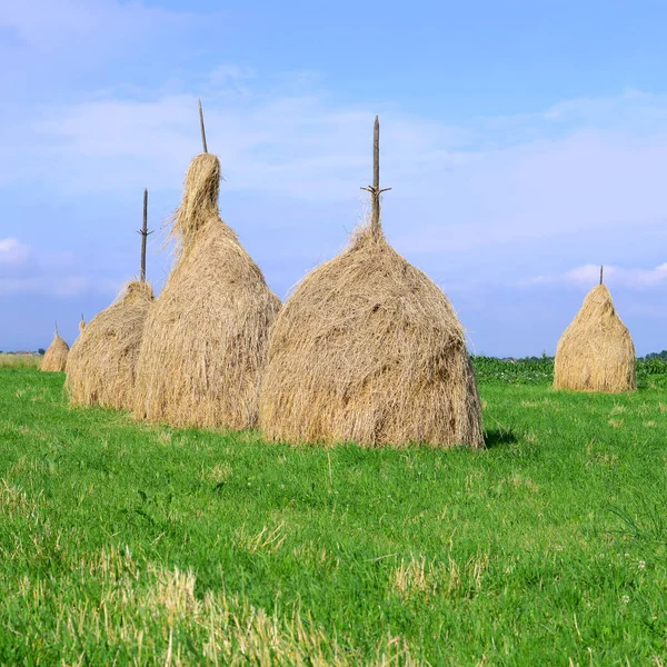 Hay Stapels Een Landelijke Landschap Van Zomer — Stockfoto