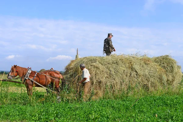 乌克兰卡鲁什 2017年7月30日 在乌克兰西部卡鲁什镇附近的田野里用手推车运输干草 — 图库照片