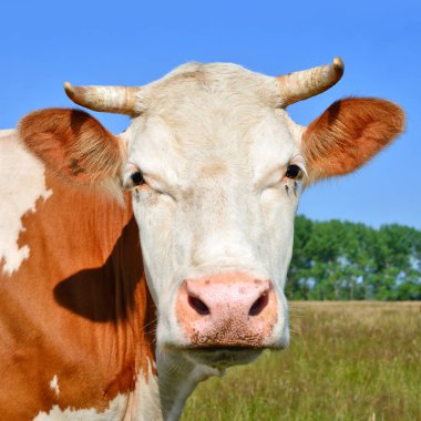 close up of cute cow head