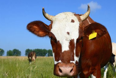 Şirin inek kafasının yakınına.