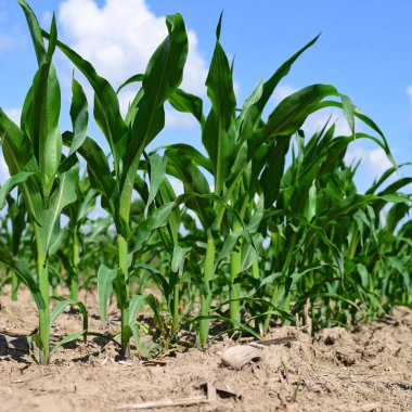 Kırsal alanda genç mısır ekinleri 