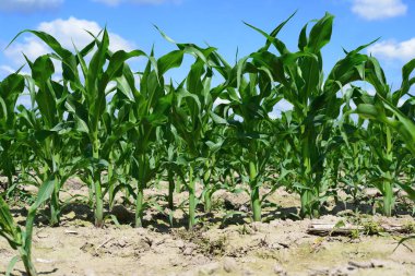 Kırsal alanda genç mısır ekinleri 