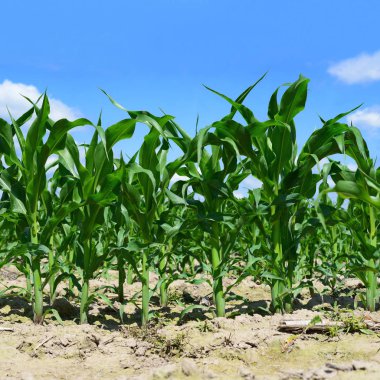 Kırsal alanda genç mısır ekinleri 