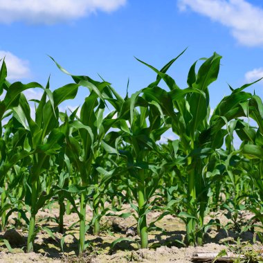 Kırsal alanda genç mısır ekinleri 