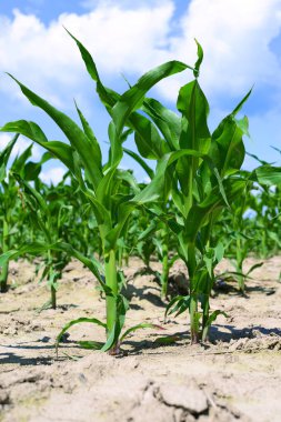 Kırsal alanda genç mısır ekinleri 