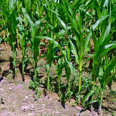 Kırsal alanda yeşil mısır sapları.