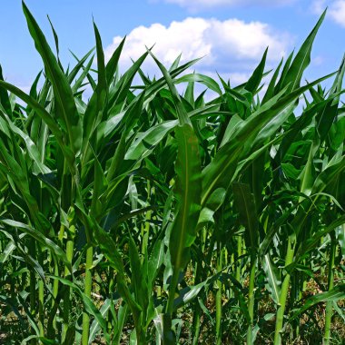 Kırsal alanda genç mısır ekinleri 