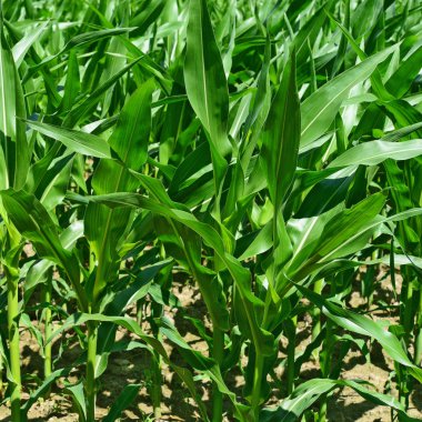 Kırsal alanda genç mısır ekinleri 