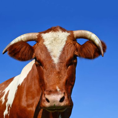 close up of cute cow head on blue sky background 