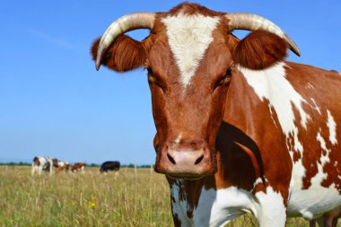 bir yaz yaz kırsal manzara mera üzerinde ineklerin.