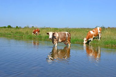 cows watering on the river in summer