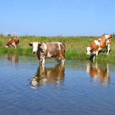 İnekler yazın nehirde sulanıyor.
