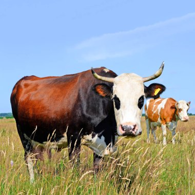 bir yaz yaz kırsal manzara mera üzerinde ineklerin.