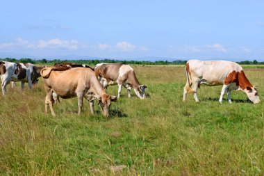 bir yaz yaz kırsal manzara mera üzerinde ineklerin.