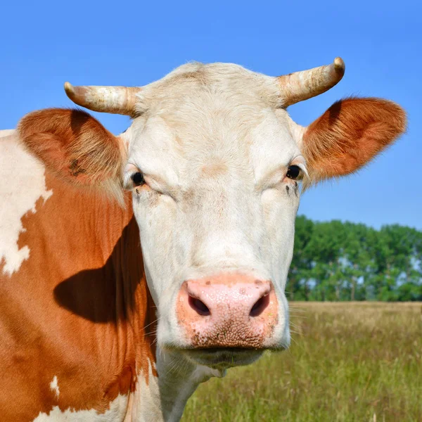 Close Cute Cow Head — Stok fotoğraf