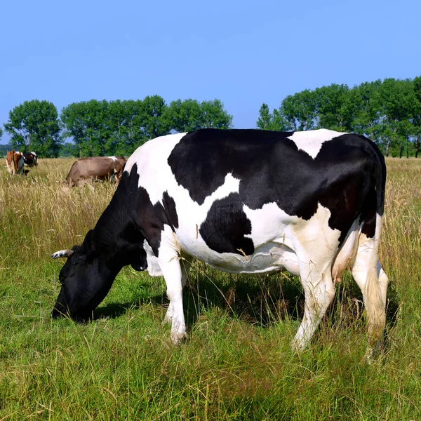 Koeien Weide Van Een Zomer Een Landelijke Landschap Van Zomer — Stockfoto