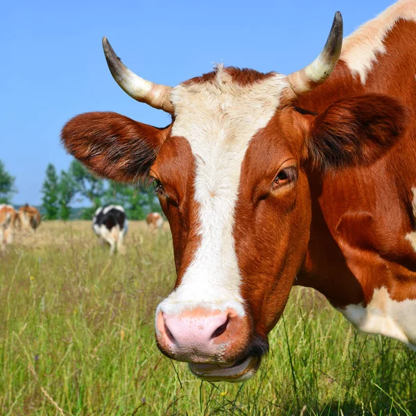 close up of cute cow head