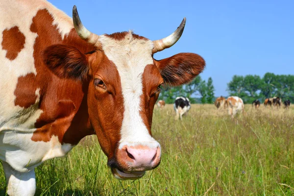 close up of cute cow head