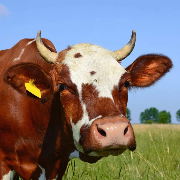 close up of cute cow head